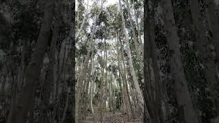 Lysterfield Lake  VIC AUSTRALIA park lake gumtrees denseforest birds nature asmr relax [upl. by Anagrom]