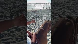 REAL Horse Power On the Beach in Mexico [upl. by Zippel]