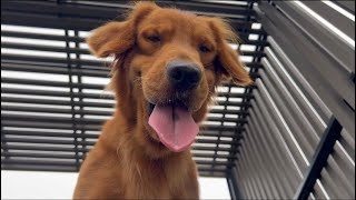 Golden retriever Am I similar to Todd [upl. by Cyrus]