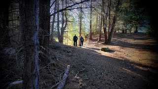 A Naseby NZ Winter Forest Walk July 2024 [upl. by Areek]