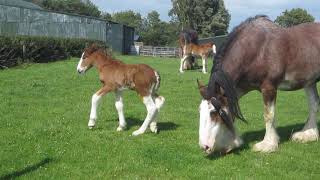 HILARIOUS Gorgeous Clydesdale foal falls over with excitement [upl. by Nywrad]