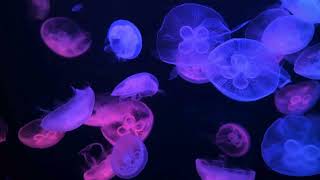 Jellyfish Aquarium  Relaxing Music for Sleep Study Meditation amp Yoga  Screensaver [upl. by Htabmas117]