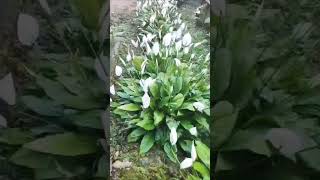 💚Spathiphyllum wallisiipeace lily garden indoorplantlover gardenplants gardentrees [upl. by Asined]