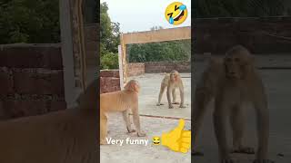 Monkey seen face mirror 😮😮🤣🤣🤣🤣😂 reels funnyvideos whatsappstatus comedy monkeycomedy [upl. by Eanwahs688]