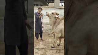 Yeah Brahman f1 bachra sold out yah aaj hamaray farm sa chaala gaya bye bye Raju animallover cow [upl. by Anairda]