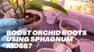 Boosting Orchid Root Growth with Sphagnum Moss Use Sphagnum Moss to boost root growth [upl. by Mundford]