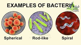 Different Types of Bacterial Cells Amoeba Paramecium and Volvox By Sara Kulsum MPhill Botany [upl. by Aciraa460]