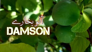 Damsoncheese  damson  aalu bukhare  how is the tree of aalu bukhara  Bhilomar [upl. by Diarmid]