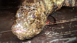 Can You Eat Scorpion Fish Texas Catch and Cook [upl. by Klemperer683]