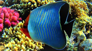 Orangeface butterflyfish Chaetodon larvatus hooded butterflyfish over acropora corals [upl. by Ocirderf]