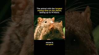 Antechinus  as the animal with the longest mating duration on Earth [upl. by Githens]