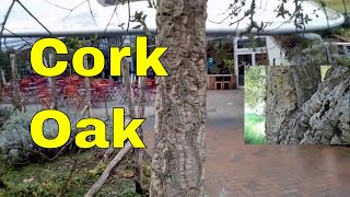 Trees Cork Oak  Quercus Suber  cork oak tree identification video UK [upl. by Repip]