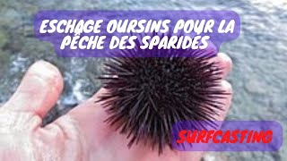 Echage Oursin pour la pêche de sparidé sidighilessurfcasting [upl. by Nevil]