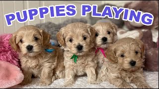 Cute Puppies Playing and Running  8Week Maltipoo Puppy [upl. by Jeffy]