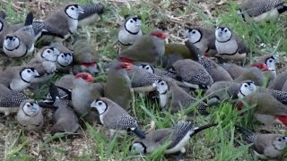 Wild Doublebarred and Redbrowed Finches [upl. by Bay940]