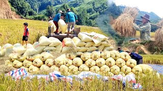 Harvesting rice and threshing rice Helping to return to fatherinlaws house  lyyennhi [upl. by Annayat]