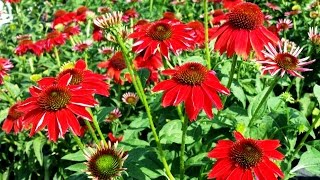 Best Perennials  Echinacea Sombrero™ Salsa Red Coneflower [upl. by Stafani654]