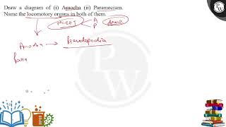 Draw a diagram of i Amoeba ii Paramecium Name the locomotory organs in both of them [upl. by Nniuq]