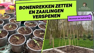 HOE ZET JE BONENREKKEN en ZAAILINGEN VERSPENEN I Moestuin de Volharding [upl. by Oisacin]