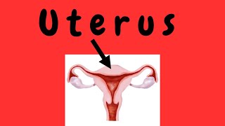 Uterus [upl. by Duaner]