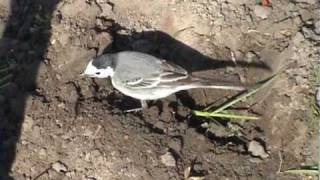 Motacilla alba White Wagtail baltoji kielė [upl. by Ahsinet593]