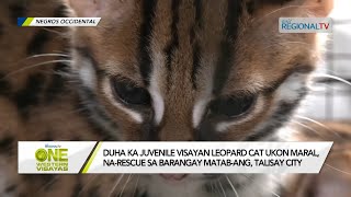 One Western Visayas Duha ka juvenile Visayan Leopard Cat ukon Maral narescue sa Talisay City [upl. by Secrest912]