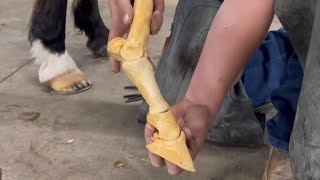 MUST WATCH if you own HORSES SUSPENSORY LIGAMENT INJURY HORSESHOE [upl. by Ignacia]