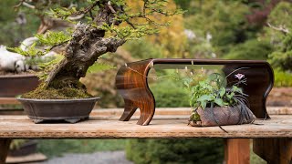 Bonsai Display Fundamentals [upl. by Cinimod314]