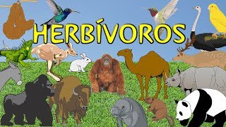 Animales herbívoros para niños [upl. by Trawets695]