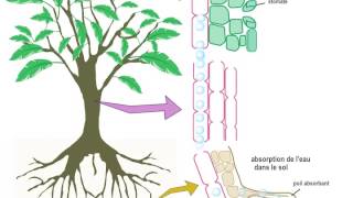 Transport de la sève dans le xylème [upl. by Otrebilif]