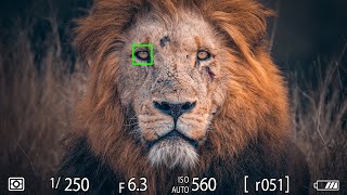 WILDLIFE PHOTOGRAPHY Techniques I Use For PRO RESULTS [upl. by Enelrac]