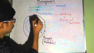 Site directed mutagenesis [upl. by Eiddal36]