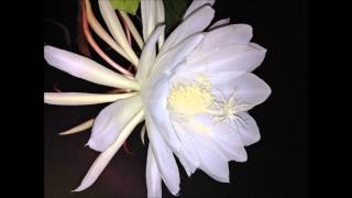 Night Blooming Cereus Epiphyllum oxypetalum Orchid Cactus Full Bloom Around Midnight [upl. by Ayoted]