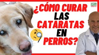 ✅ Cómo CURAR las ❌ CATARATAS EN los PERROS ❌ PRECIO de la OPERACIÓN ✅ Causas y Síntomas [upl. by Ajay193]