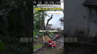 狗狗忽然咬住男孩衣服将他拉离原地，下一秒断裂的树枝砸了下来。网友：“ 都说骗人是小狗，可小狗从不骗人。” 狗狗 万物皆有灵 [upl. by Kavanaugh]