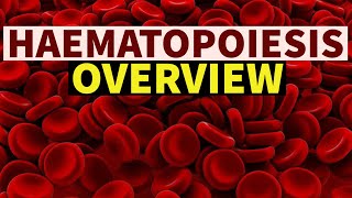 HAEMATOPOIESIS  OVERVIEW  DrSonu Yadav  Pathology Kingdom  Haematology [upl. by Barbaresi]