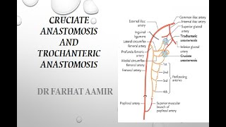 Cruciate and Trochanteric Anastomosis [upl. by Alpers544]