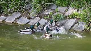 Massenvergewaltigung bei Enten Paarung Mallard Ducks fighting to mate with female [upl. by Golub]