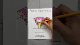 Tipos de papilas gustativas👅 papilasfoliadas papilasfungiformes papilascaliciformes odontologia [upl. by Latton]