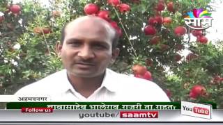 Balasaheb Bhalerao Pomegranate Dalimb succes story [upl. by Carpio257]