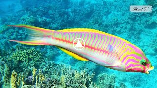 1 minute avec une Girelle paon à raies rouges Thalassoma quinquevittatum [upl. by Asillam]