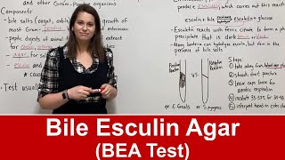 Bile Esculin Agar BEA Test [upl. by Behm]