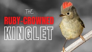 Rubycrowned Kinglet  Tiny Bird with a Big Song [upl. by Anaujal475]