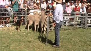 Hawkesbury Kelpies Working Dog Display  The Young Cherry Festival 08 12 2013 [upl. by Erasmus]