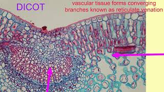 MONOCOT VS DICOT LEAVES [upl. by Enihsnus521]