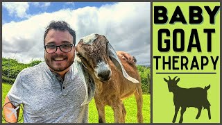 Goat Therapy Honomu Goat Farm Hawaii [upl. by Chesna]