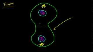 Biology Lecture  50  Mitosis Metaphase Anaphase and Telophase [upl. by Ykvir871]