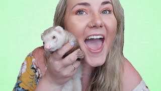 YOU NEED TO WATCH THIS BEFORE BUYING A FERRET [upl. by Nonnaehr565]