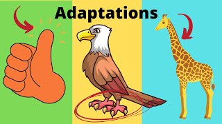 What are adaptations Adaptations in Biology Examples [upl. by Einuj541]