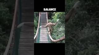 AMAZING BALANCING Of Gibbons  The Master Acrobats 😱 [upl. by Henka853]